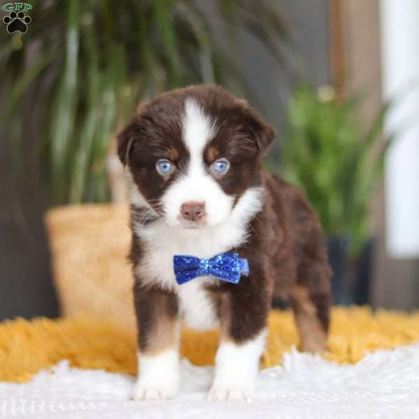 Sydney, Miniature Australian Shepherd Puppy